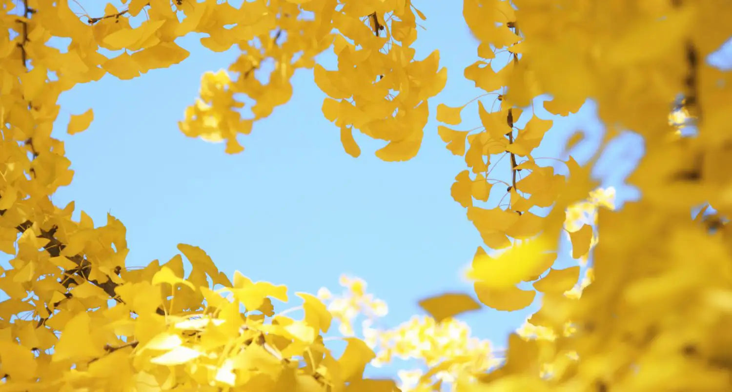Ginkgo: application, effect and differences to ginseng